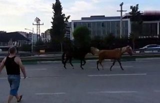 Bursa’da başı boş atlar trafiği tehlikeye soktu