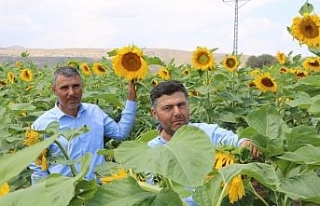 Çin Türkiye’yi çekirdek ile vurdu