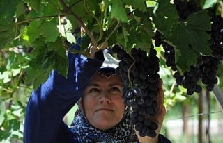 Erkenci üzüm hasadı başladı