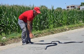 Etrafı yılanlar bastı