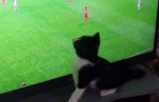 Fanatik kedinin Dünya Kupası tutkusu