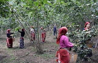 Fındık hasadı dua ve kemençeyle başladı