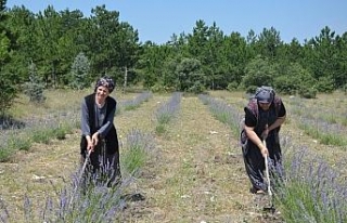 Frig Vadisi lavanta kokmaya başladı