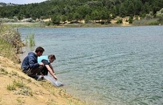 Göletlere 4 bin adet pullu sazan balığı yavrusu...