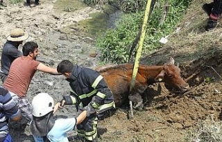 Güç de olsa kurtarıldı