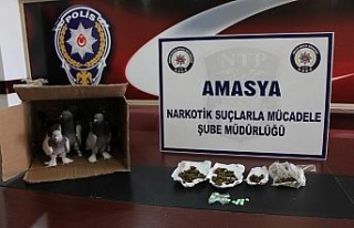 Güvercinlerin arasından uyuşturucu çıktı