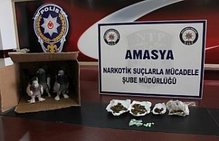 Güvercinlerin arasından uyuşturucu çıktı