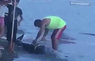 Karaya vuran yunus balığını doğradılar