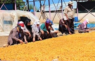 Kayısı kadınlar için iş kapısı oldu