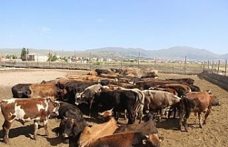 Kurban Bayramı hazırlıkları sürüyor