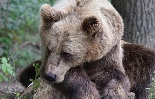 Kuzey Kafkasya’da sadece 450 boz ayı kaldı