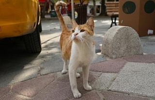 "Mırmır"ı gören köpekler yolunu değiştiriyor