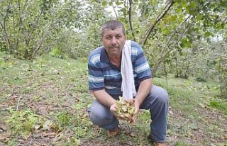 Ordu’da fındık hasadı başladı