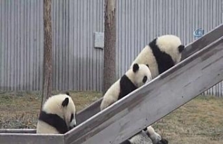 Pandalara isim aranıyor