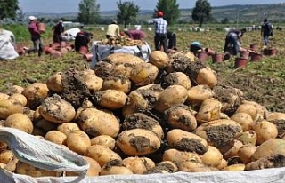 Patates hasadı yüzleri güldürdü