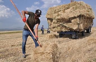 Sıcak havada çiftçilerin ot toplama mesaisi