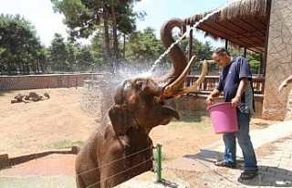 Sıcak havadan etkilenen hayvanlar buzlu kokteylle...