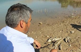 Sivas’ta balıklar karaya vurdu