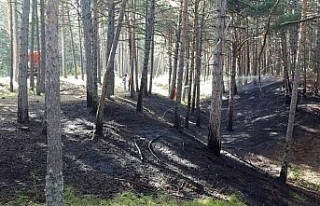 Tabiat parkındaki yangın korkuttu