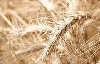 Tarımda sigortalı varlık değeri yüzde 28 arttı