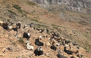 Terörün yerini huzura bırakması ile dağlar ve...