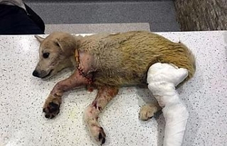 Yavru köpeği tüfekle vuran şahıs yakalandı