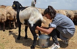 Yaz tatilinde süt sağım mesaisi