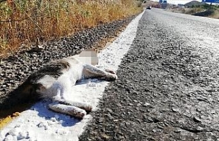 Yolda çizgi çalışması yapan ekipler ölü kediyi...