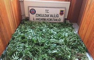 Zonguldak’ta 875 kök kenevir ele geçirildi