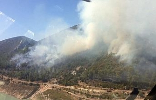 Alanya’da orman yangını