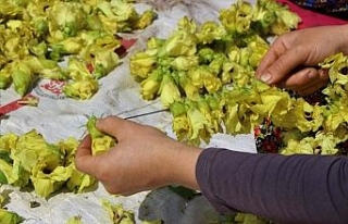 Amasya’nın çeyrek altını: Çiçek bamyası