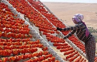 Aşırı sıcaklıklar bir tek onlara yaradı