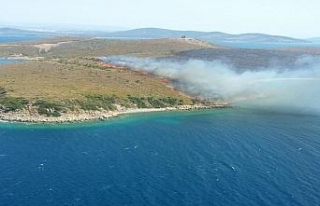 Ayvalık Maden adasında orman yangını