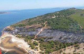 Ayvalık’taki orman yangını söndürüldü