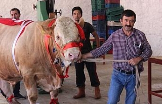 Bir ton 170 kilogramlık ’Kral’ görücüye çıktı