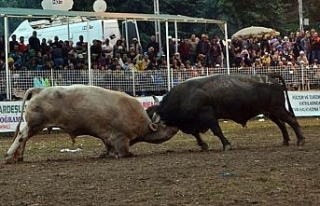 Boğa güreşleri Türkiye şampiyonu belli oldu