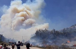 Bursa’da orman yangını