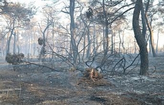 Çanakkale’deki orman yangını söndürüldü