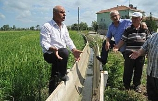 Çeltik tarlaları susuzluktan kurumaya başladı