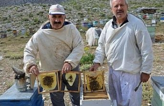 Çimi Yaylası balı iklim kurbanı oldu