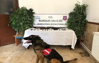 Dedektör köpekli uyuşturucu operasyonu