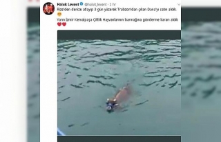 Denizde yüzerken bulunan danayı Haluk Levent satın...