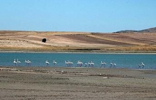 Gelingüllü Barajı flamingolarla renklendi