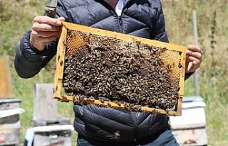 Hava şartları Anzer Balı’nı vurdu