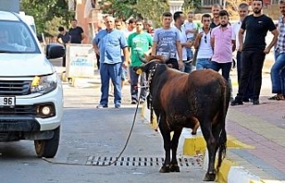 Kaçan boğa, aileye bayramı zehir etti