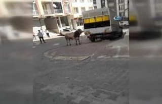 Kaçan boğa insanların arasına daldı