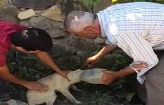 Kafası pet şişeye giren yavru köpek için seferber...