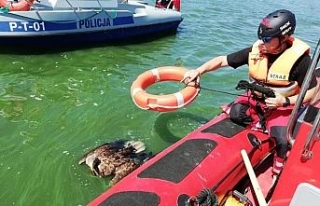 Kartal boğulmaktan son anda kurtarıldı