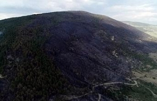 Kastamonu’da orman yangının enkazı havadan görüntülendi
