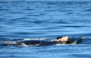 Katil balina ölü yavrusunu 17 gün sonra doğurdu